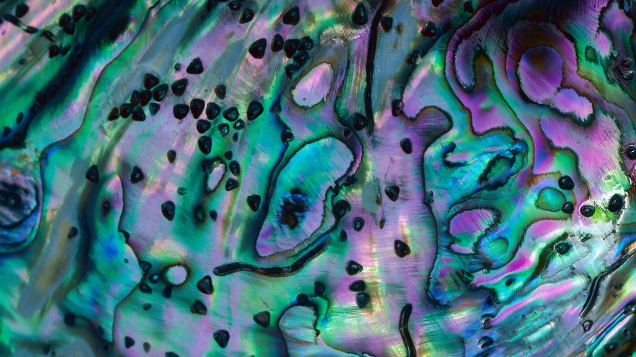 Rainbow abalone shell, New Zealand (© Lynda Harper/Minden Pictures) desktop wallpaper