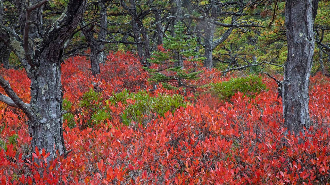 Highbush blueberry plants in Acadia National Park, Maine (© Danita Delimont/Gallo Images/Getty Images Plus) desktop wallpaper