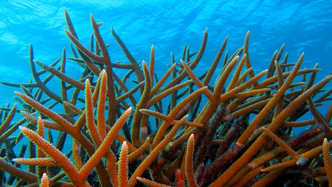 Staghorn coral off the island of Bonaire, Caribbean Netherlands (© blue-sea.cz/Shutterstock) desktop wallpaper