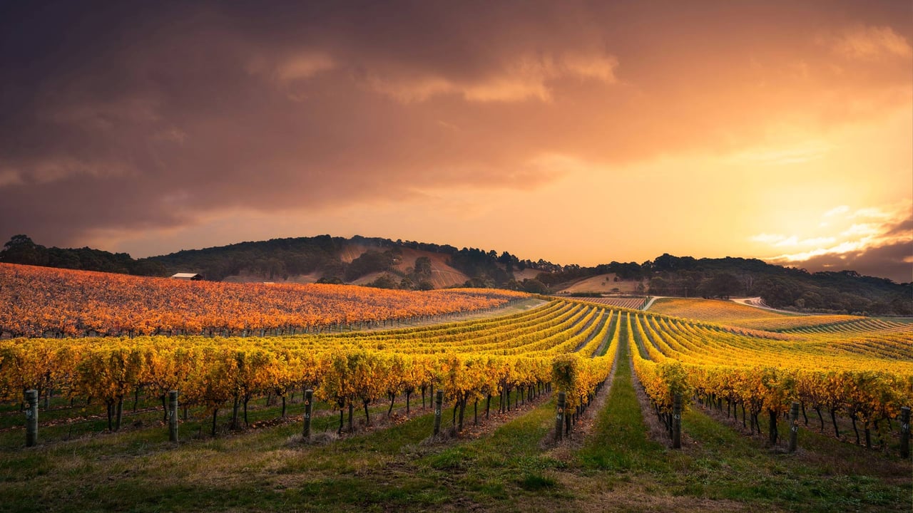 Weinberg in den Adelaide Hills, Bundesstaat South Australia, Australien (© Ben Goode/iStock/Getty Images Plus) desktop wallpaper