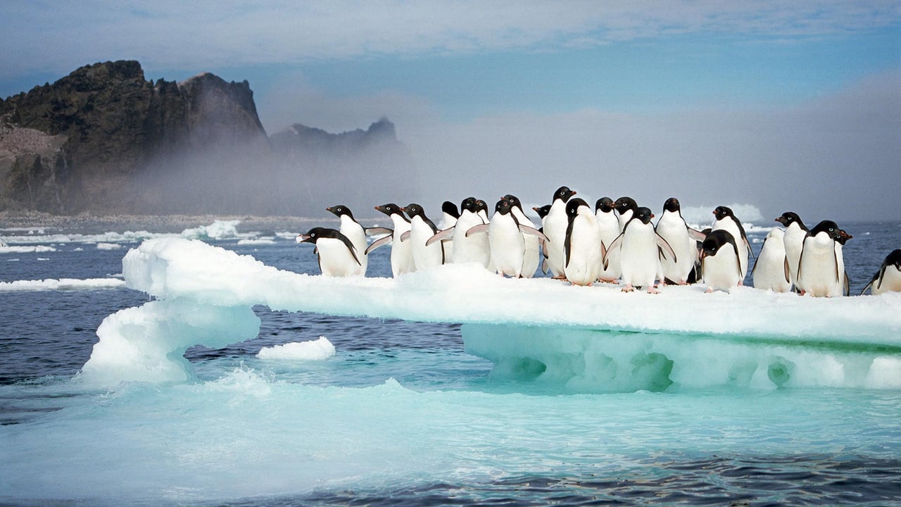 Manchots Adélie sur l'île de la Possession, Archipel Crozet, Antarctique (© Tui De Roy/Minden Pictures) desktop wallpaper