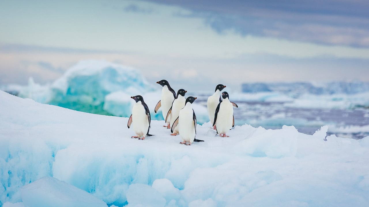 Adélie penguins in Antarctica (© David Merron Photography/Getty Images) desktop wallpaper