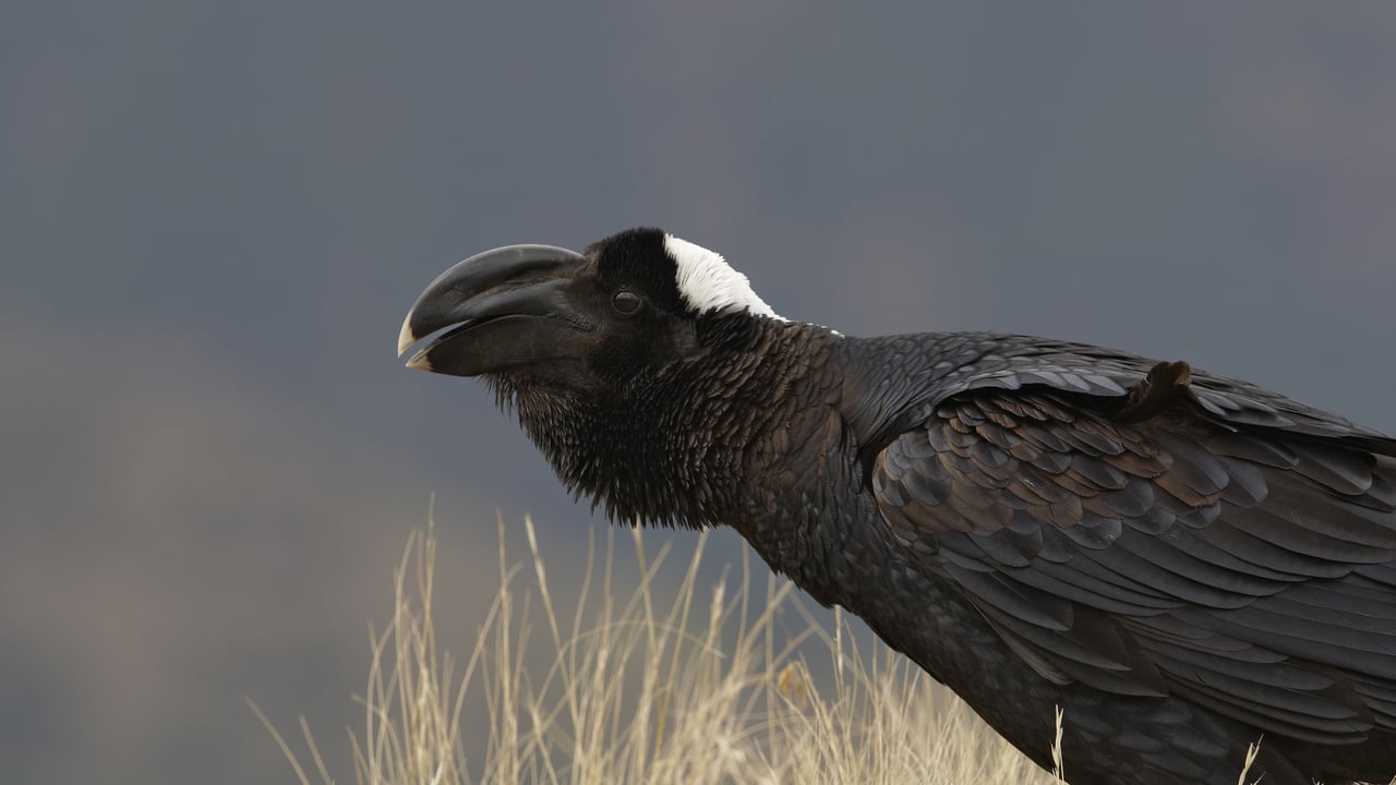 Corvus crassirostris, Monti Simien, Etiopia (© Ignacio Yufera/FLPA/Minden Pictures)