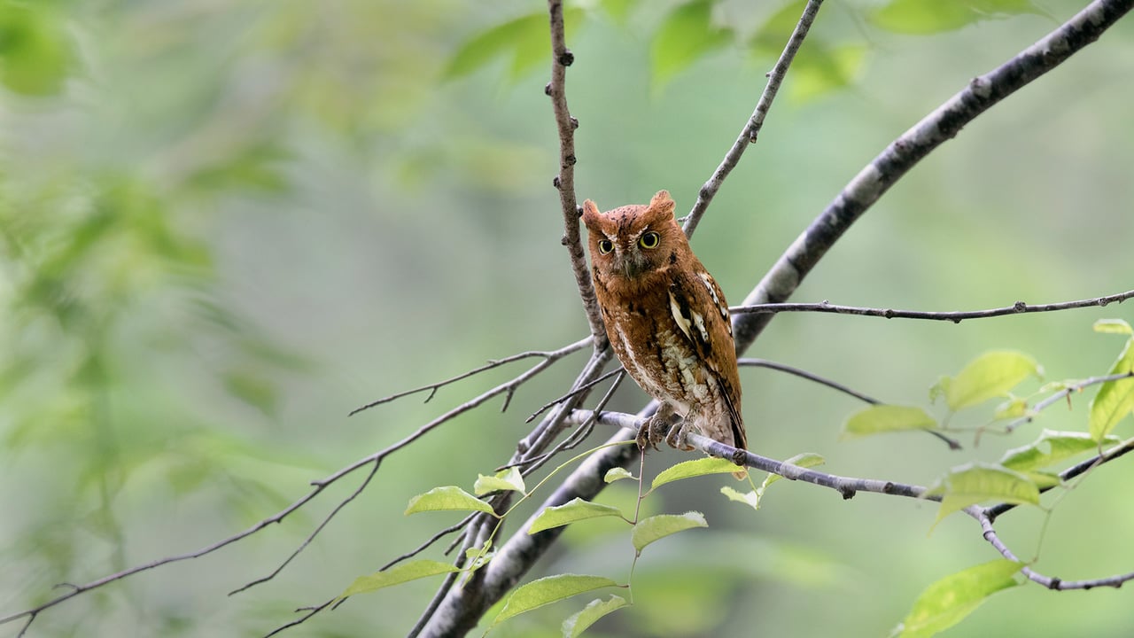 コノハズク, 鳥取県 (© Eric Sohn Joo Tan/Minden) desktop wallpaper
