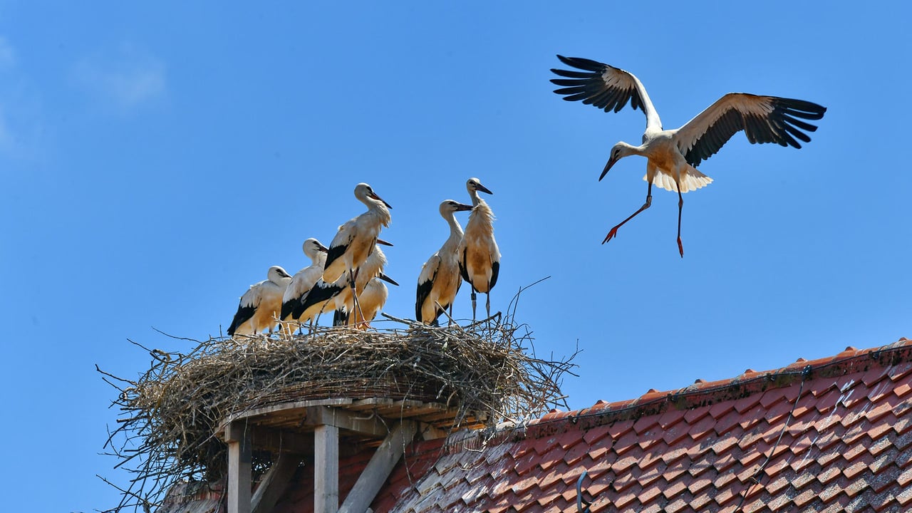 Weißstörche im Aischgrund bei Gerhardshofen, Bayern, Deutschland (© Rüdiger Hess/geo-select FotoArt) desktop wallpaper