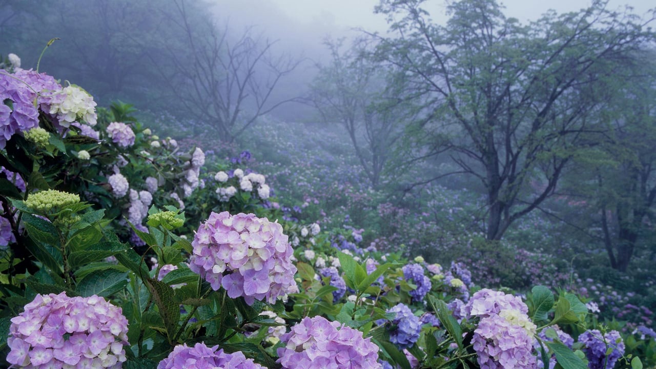 美の山公園, 埼玉県 秩父市 (© SOURCENEXT/Alamy Stock Photo) desktop wallpaper