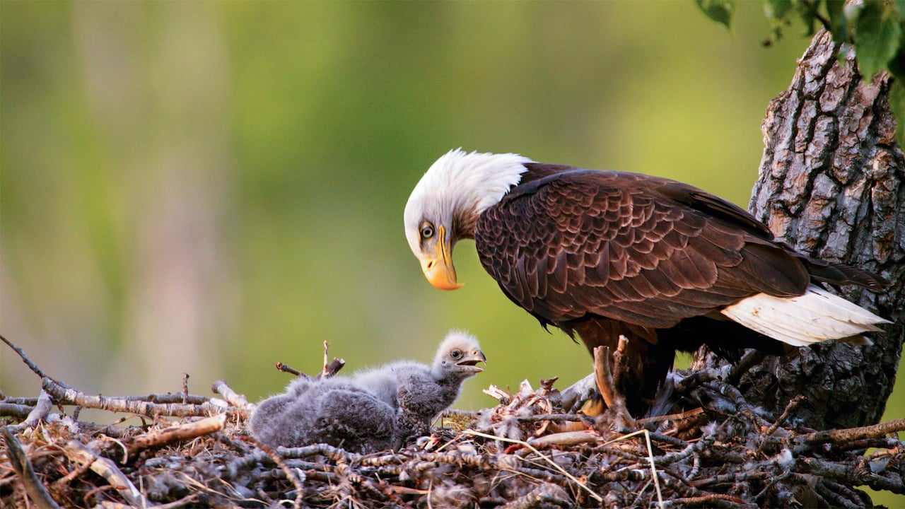 Bald eagles in Anchorage, Alaska (© Ron Niebrugge/Alamy) desktop wallpaper