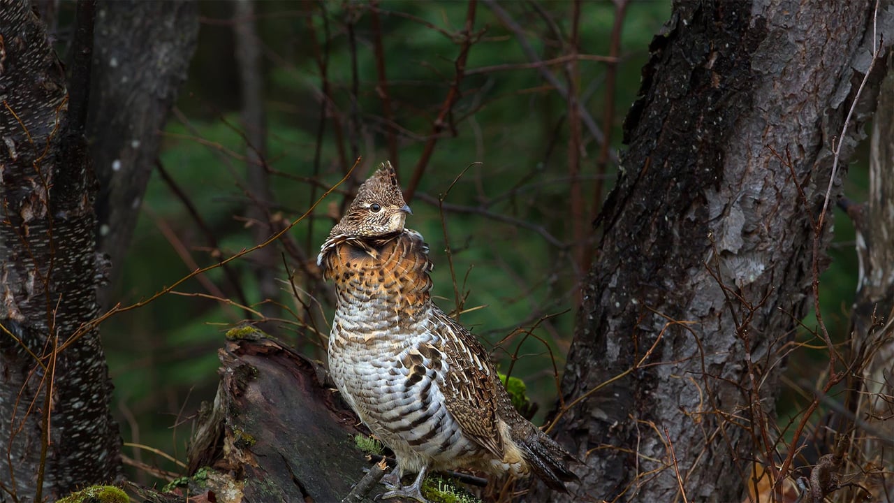 Ruffed grouse in Algonquin Provincial Park, Ontario, Canada (© Jim Cumming/Getty Images) desktop wallpaper