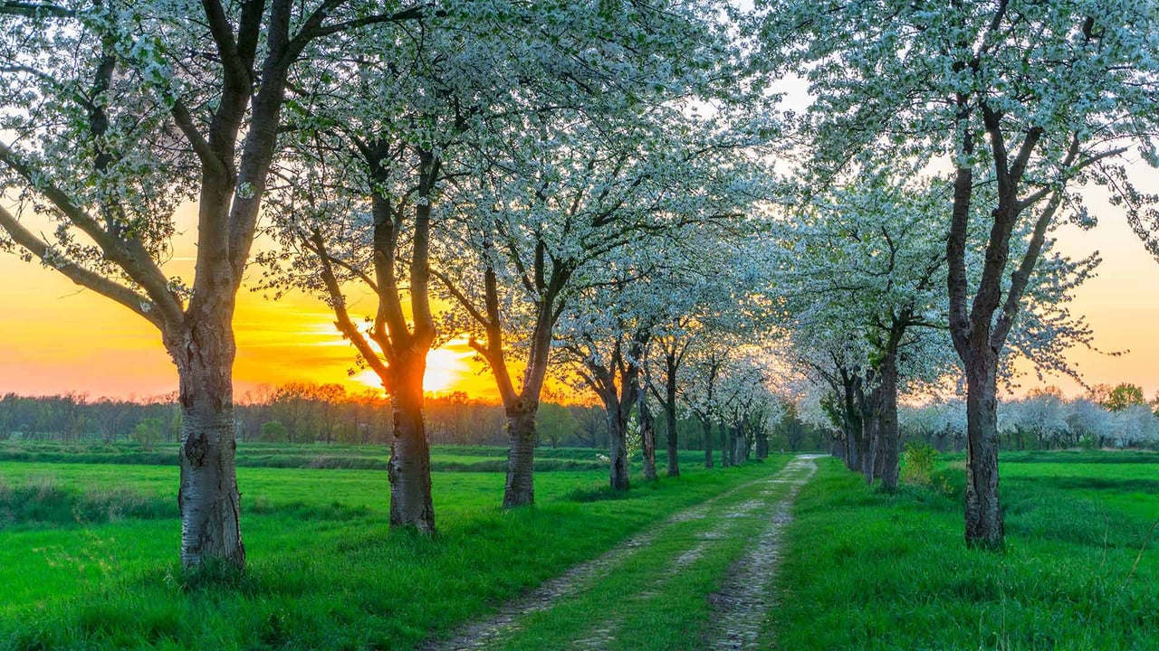 Bäume im Frühling in der Nähe von Berlin, Deutschland (© Luisa Whr/iStock/Getty Images Plus) desktop wallpaper