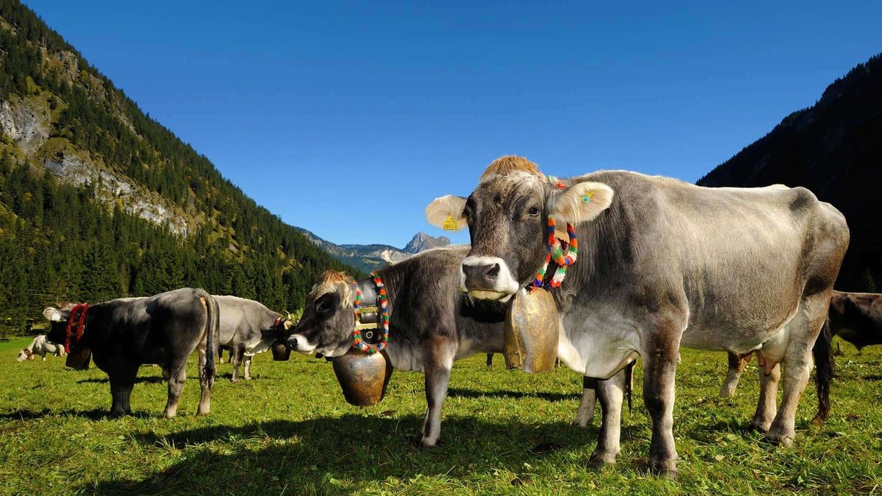 Cows decorated for the Almabtrieb in Tannheimer Tal, a valley in Tyrol, Austria (© Hans Lippert/Alamy) desktop wallpaper