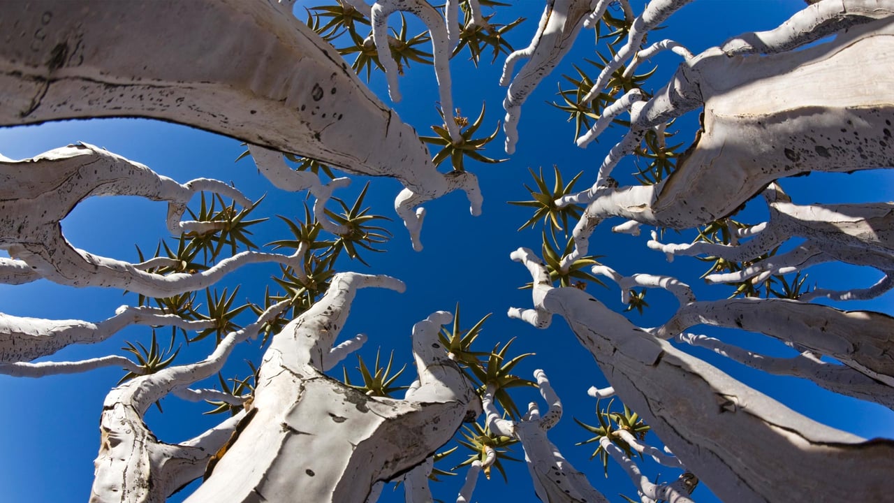 Quiver trees in Namibia (© Fotofeeling/DEEPOL by plainpicture) desktop wallpaper