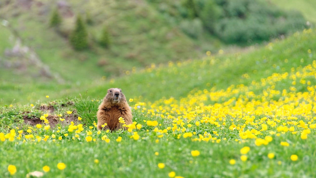 Marmot peeking out of its burrow (© Scacciamosche/Getty Images) desktop wallpaper