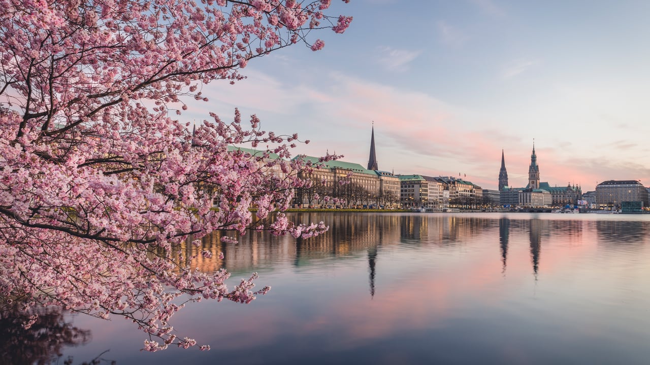 Kirschblüten am Ufer der Alster bei Sonnenuntergang, Hamburg (© Westend61/Getty Images) desktop wallpaper