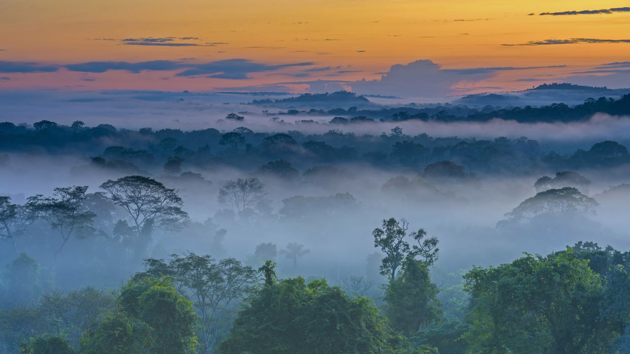 Amazon rainforest with morning fog near Alta Floresta, Mato Grosso, Brazil (© Pulsar Imagens/Alamy) desktop wallpaper