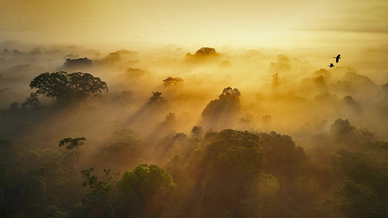 Yasuní National Park in Amazonian Ecuador (© Paul Bertner/Minden Pictures) desktop wallpaper