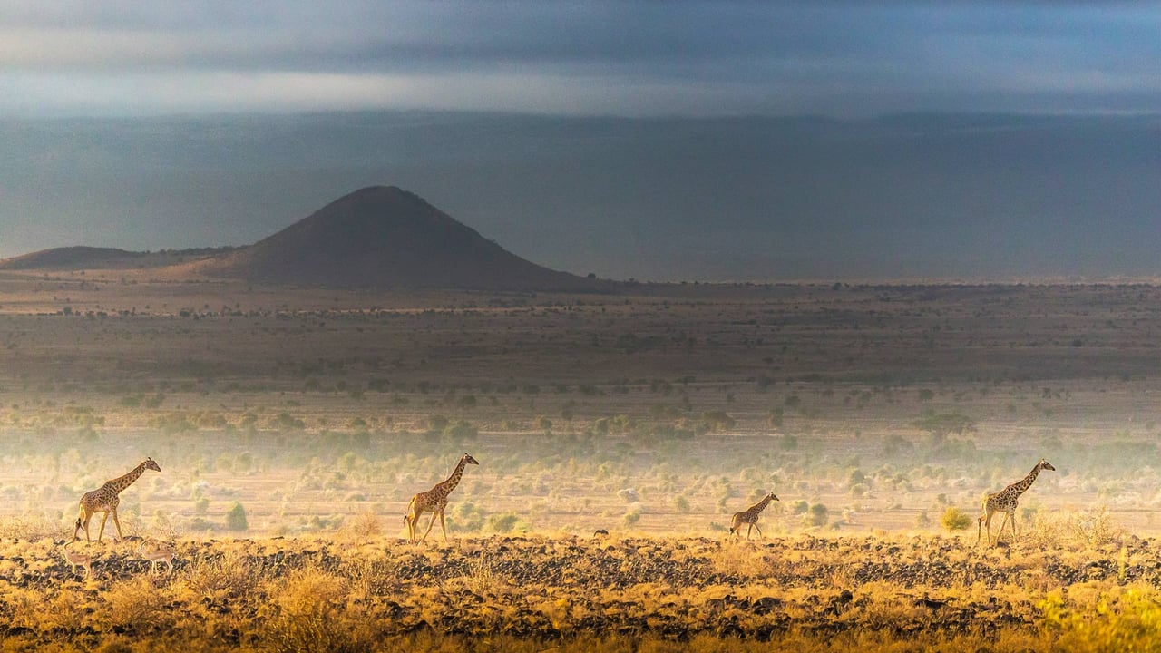 Masai giraffes, Amboseli National Park, Kenya (© Art Wolfe/DanitaDelimont.com) desktop wallpaper