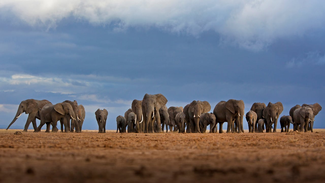 Elephants in the Amboseli National Park, Kenya (© Adam Bannister/Offset) desktop wallpaper
