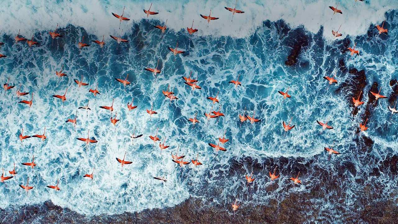 Aerial view of American flamingos flying over Los Roques Archipelago National Park, Venezuela (© Cristian Lourenco/Getty Images) desktop wallpaper