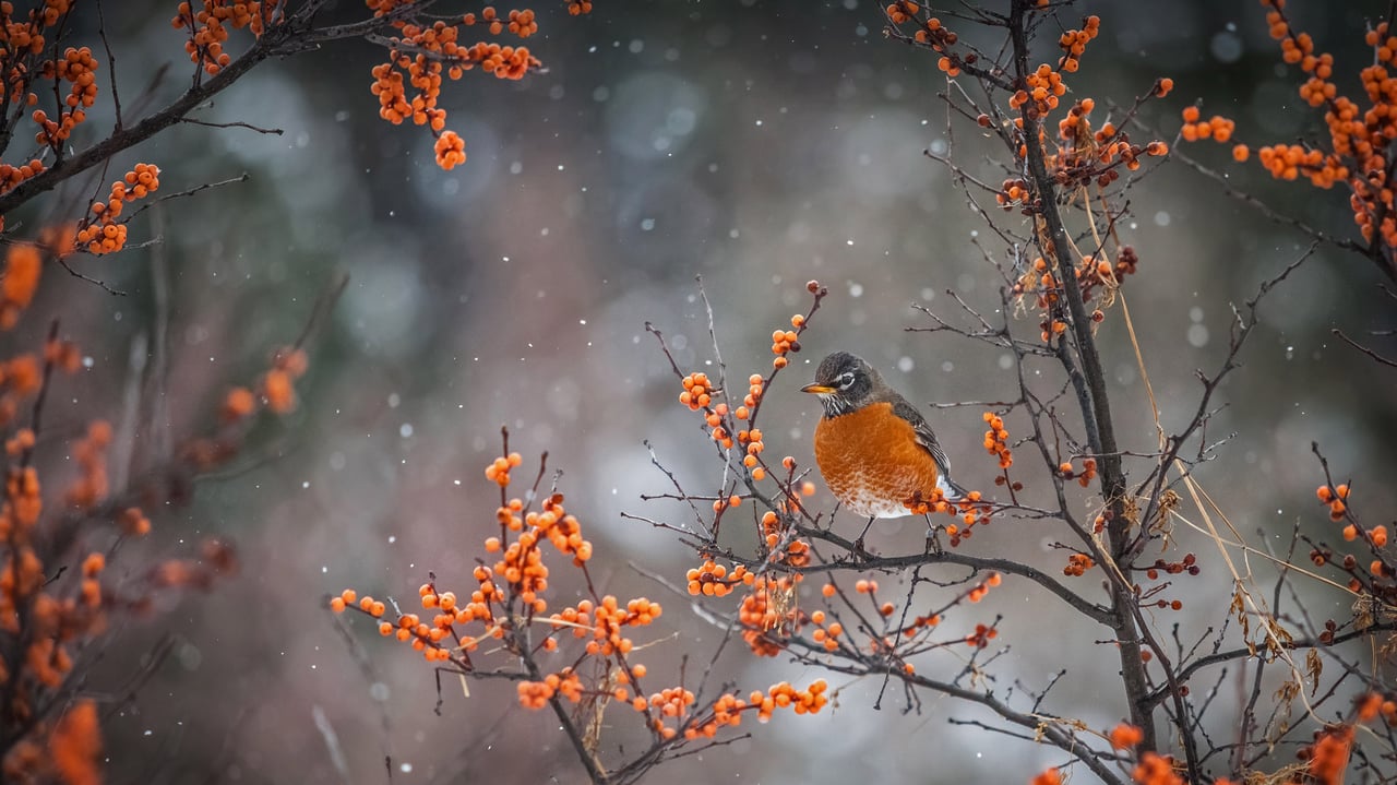 American robin perched on a branch in Canada (© marcophotos/Getty Images) desktop wallpaper