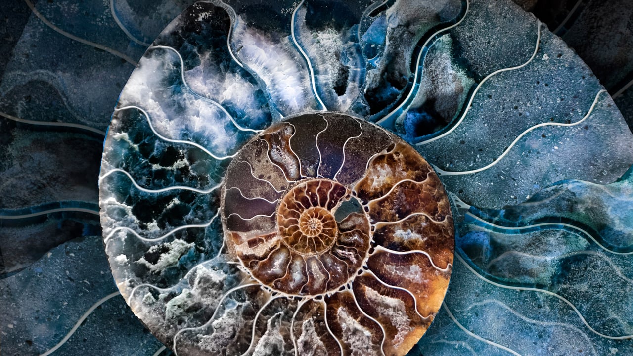Cross-section of a fossilized ammonite shell (© Marianna Armata/Getty Images) desktop wallpaper