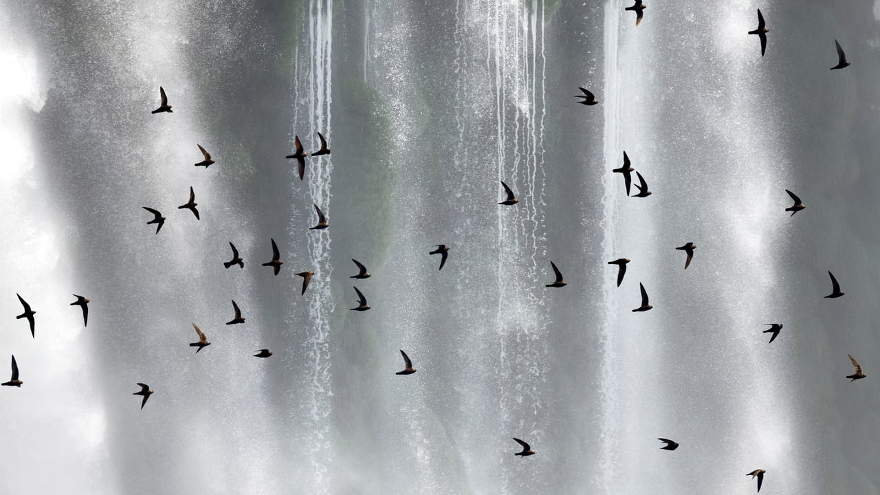 Bando de andorinhões-velhos (Cypseloides senex) em frente às Cataratas do Iguaçu, Paraná (© Angelo Gandolfi/Minden PIctures) desktop wallpaper