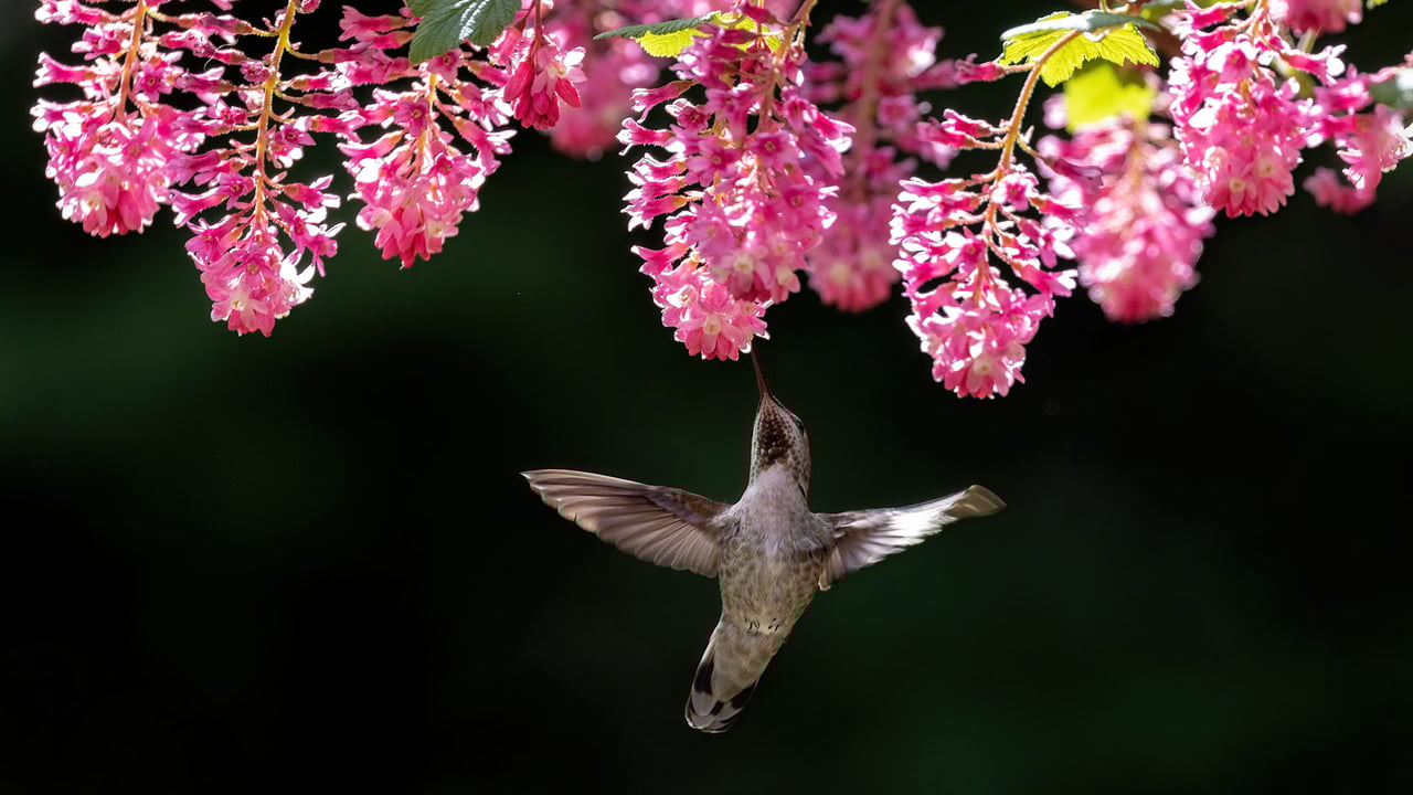 Female Anna's hummingbird, Canada (© Devonyu/iStock/Getty Images) desktop wallpaper