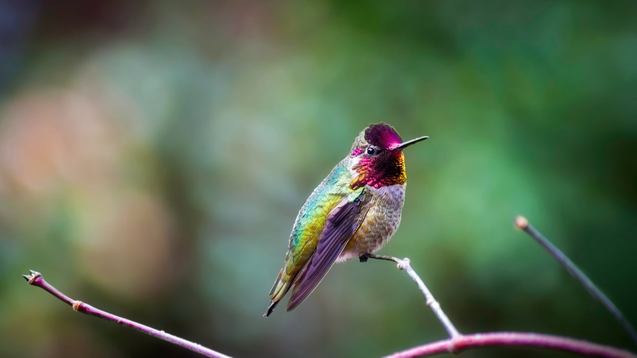 Anna's hummingbird (© Dee/Getty Images) desktop wallpaper