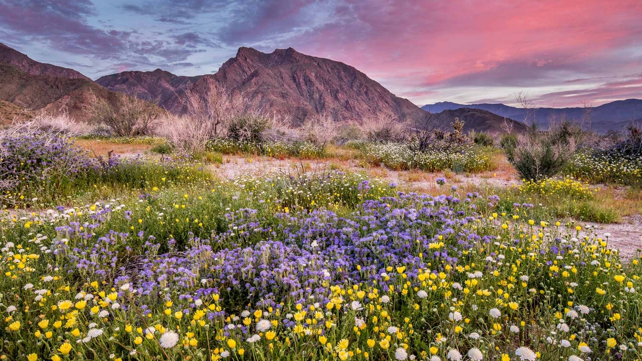 Anza-Borrego Desert State Park, California (© Stephen Matera/Tandem Stills + Motion) desktop wallpaper
