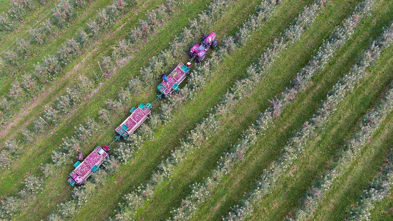 Apfelernte bei Kippenhausen, Immenstaad am Bodensee, Baden-Württemberg (© Felix Kästle/picture alliance via Getty Images) desktop wallpaper