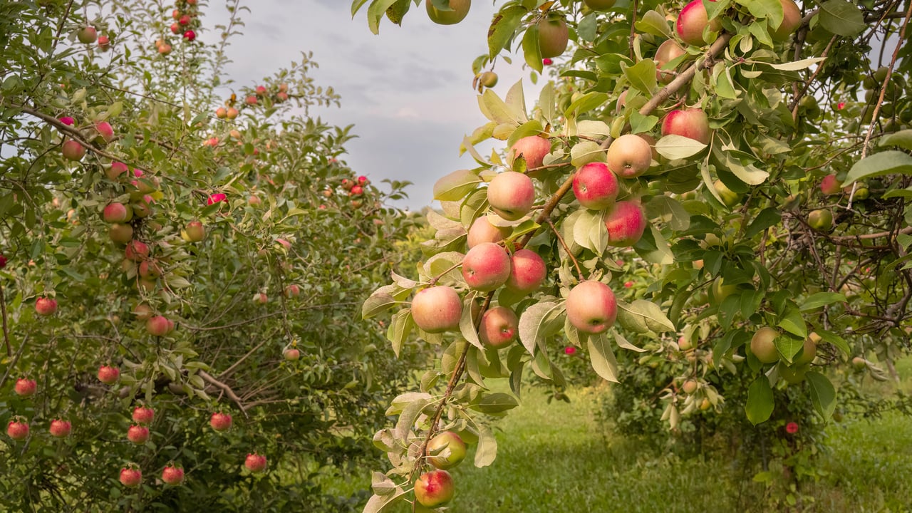 Apples ready for harvest, Minnesota (© Tammi Mild/Getty Images) desktop wallpaper