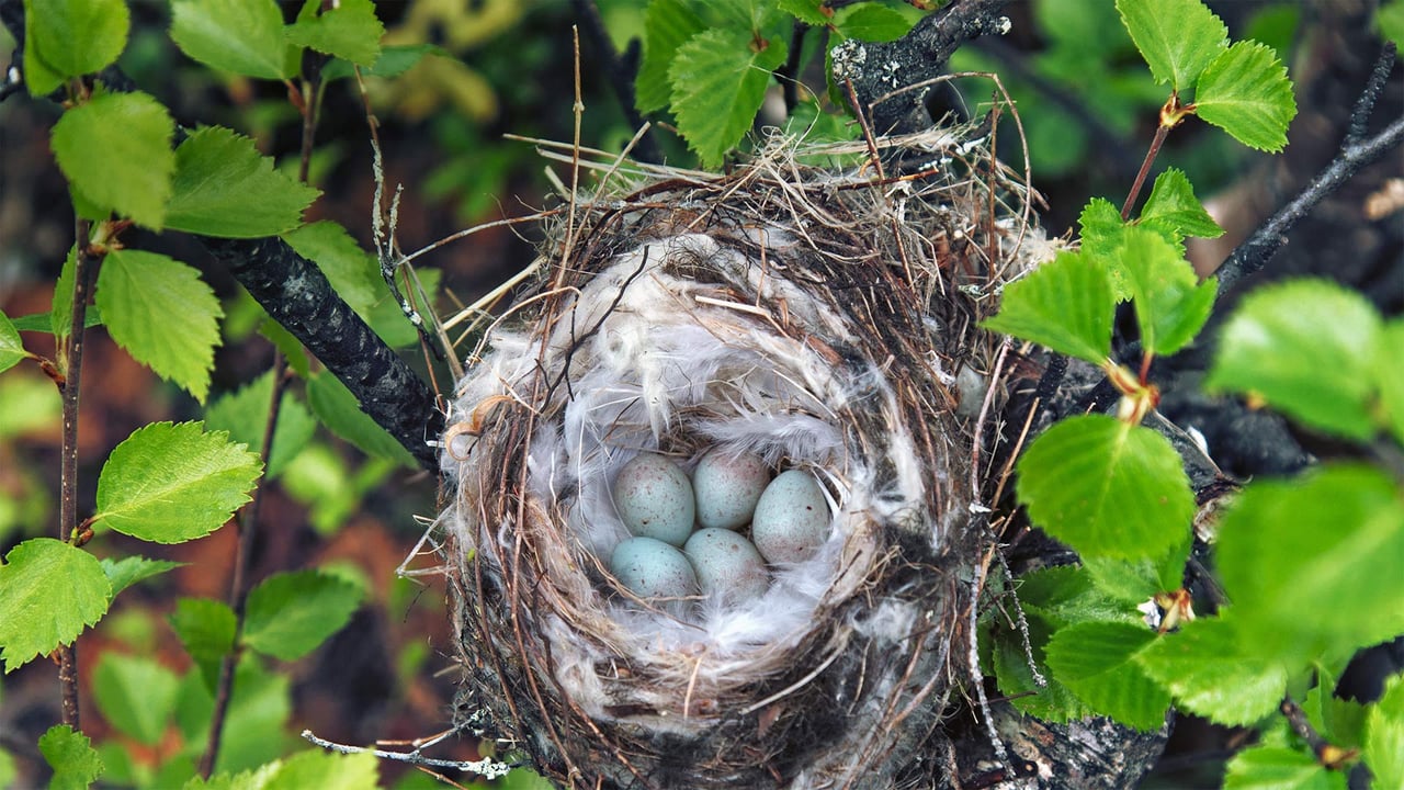 Hoary redpoll nest in Lapland, Finland (© Maximilian Buzun/Alamy) desktop wallpaper