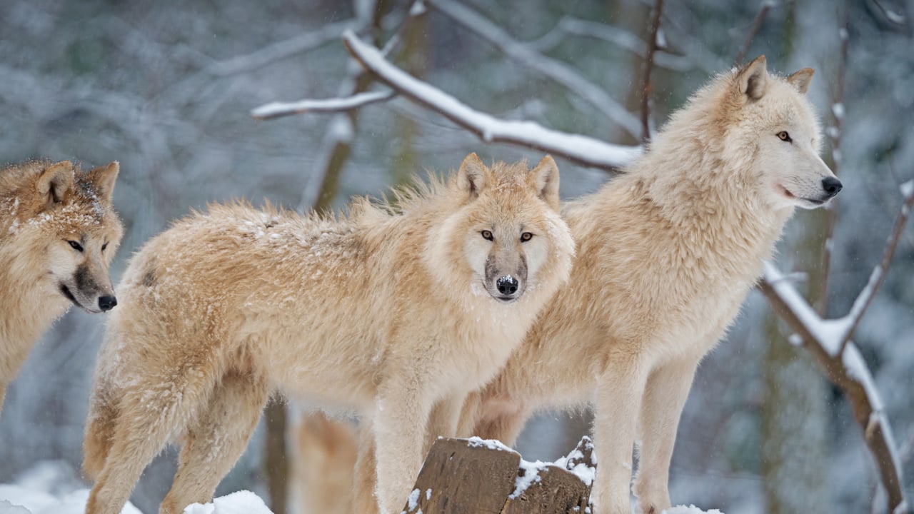Arctic wolf family in Canada (© 4FR/Getty Images) desktop wallpaper