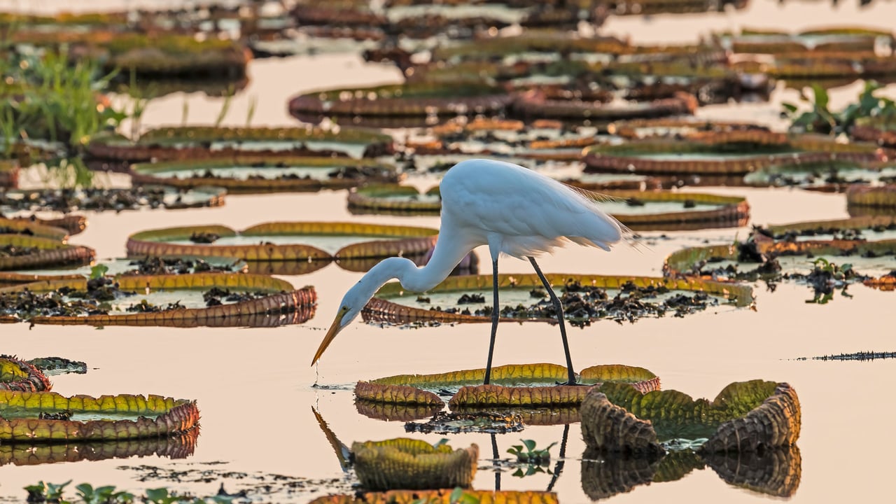 Great egret in the Pantanal, Brazil (© Geraldi Corsi/Getty Images) desktop wallpaper