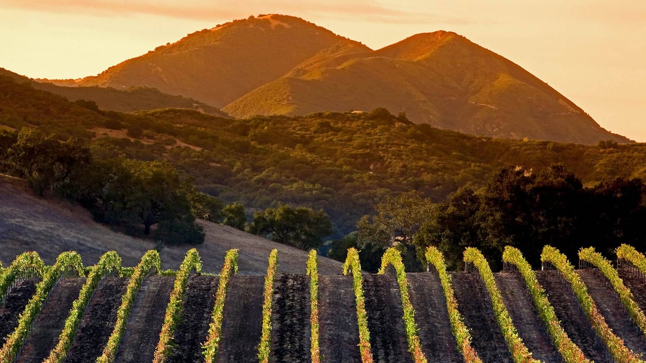 Central Coast vineyards in Arroyo Grande, California (© Ian Shive/Tandem Motion + Stills) desktop wallpaper