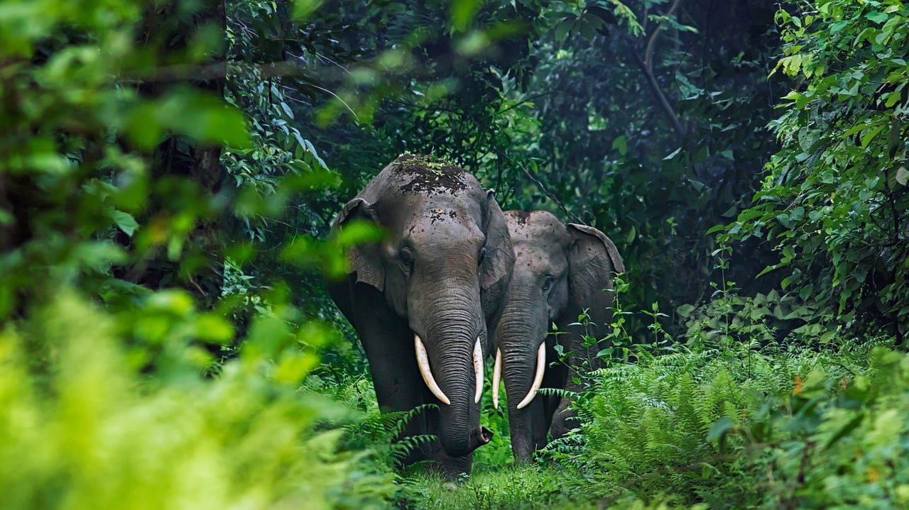 Asian elephants in West Bengal, India (© Avijan Saha/Minden Pictures) desktop wallpaper
