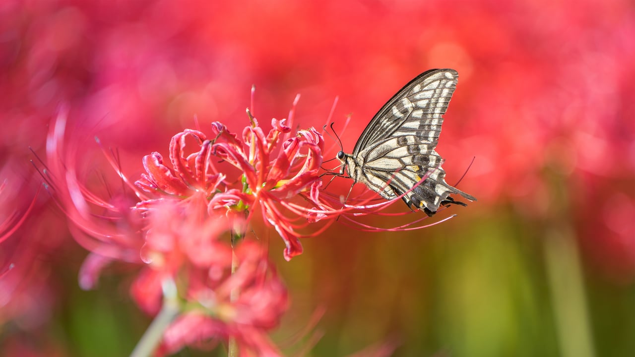 Asian swallowtail butterfly on a red spider lily (© lzh/Getty Images) desktop wallpaper