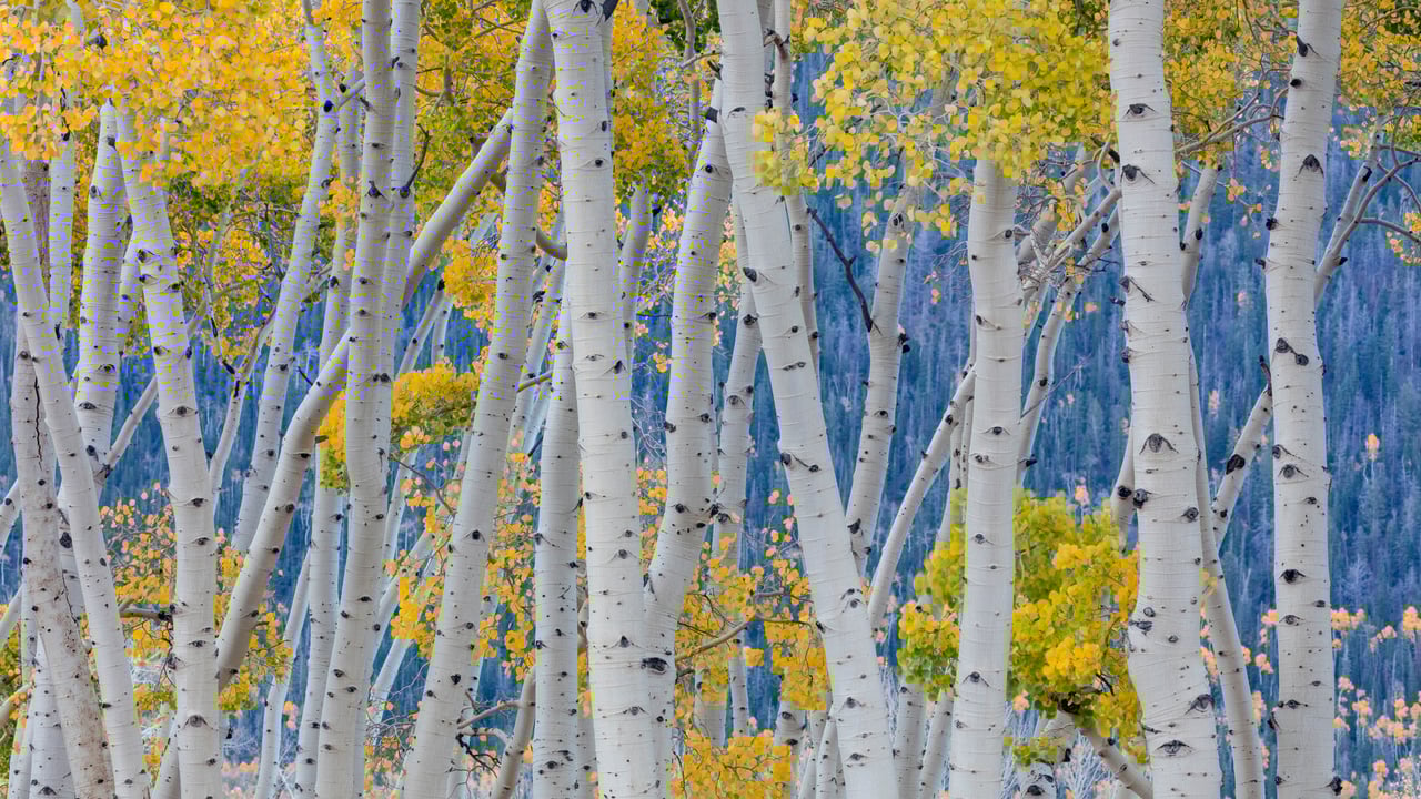 Aspen trees during fall, Fishlake National Forest, Utah (© Danita Delimont/Getty Images) desktop wallpaper