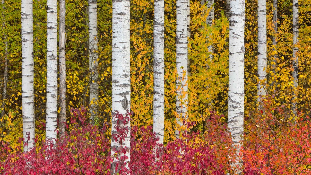Aspen trees in autumn, Stewart-Cassiar Highway, British Columbia, Canada (© Yva Momatiuk and John Eastcott/Minden Pictures) desktop wallpaper