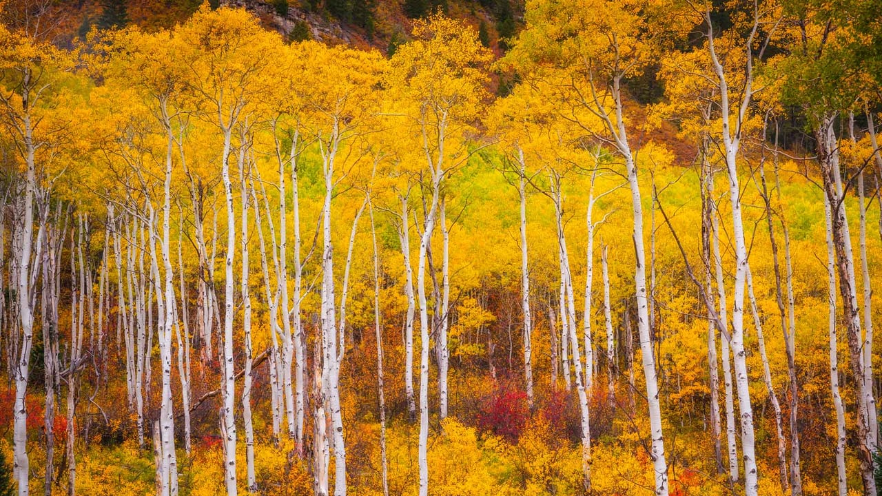 Aspens near Marble, Colorado, USA (© Jason Hatfield/TANDEM Stills + Motion) desktop wallpaper