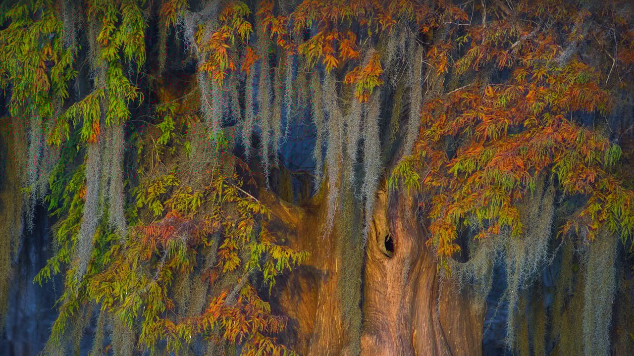Atchafalaya Basin, Louisiana, USA (© Chris Moore/Exploring Light Photography/Tandem Stills + Motion) desktop wallpaper