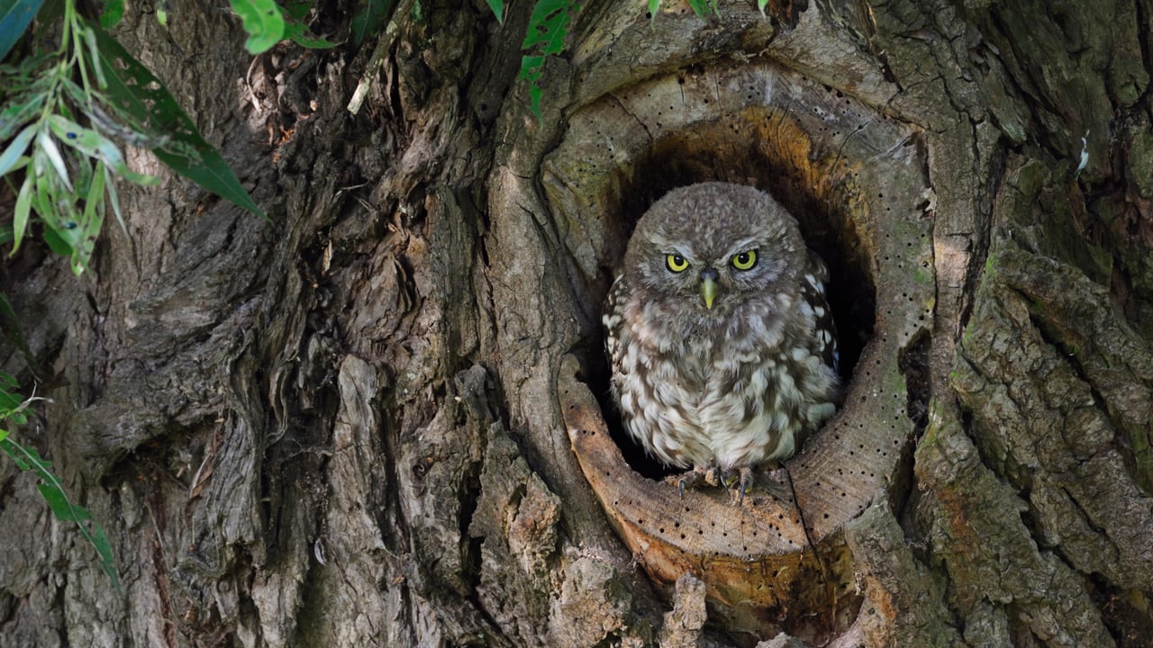 Steinkauz-Junges in einem Baumloch (© Bildagentur Zoonar GmbH/Alamy) desktop wallpaper