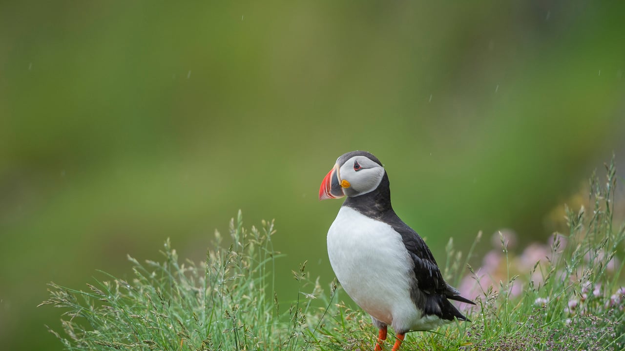 Atlantic puffin, Iceland (© Peter Hering/Minden Pictures) desktop wallpaper