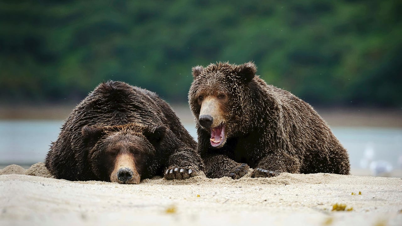 Brown bears in Katmai National Park and Preserve, Alaska (© imageBROKER/SuperStock) desktop wallpaper