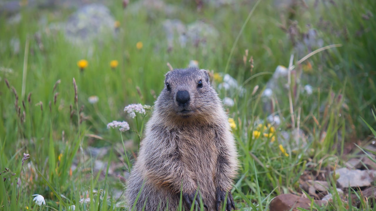 Young alpine marmot (© Jonas Fichtner-Pflaum/Getty Images) desktop wallpaper