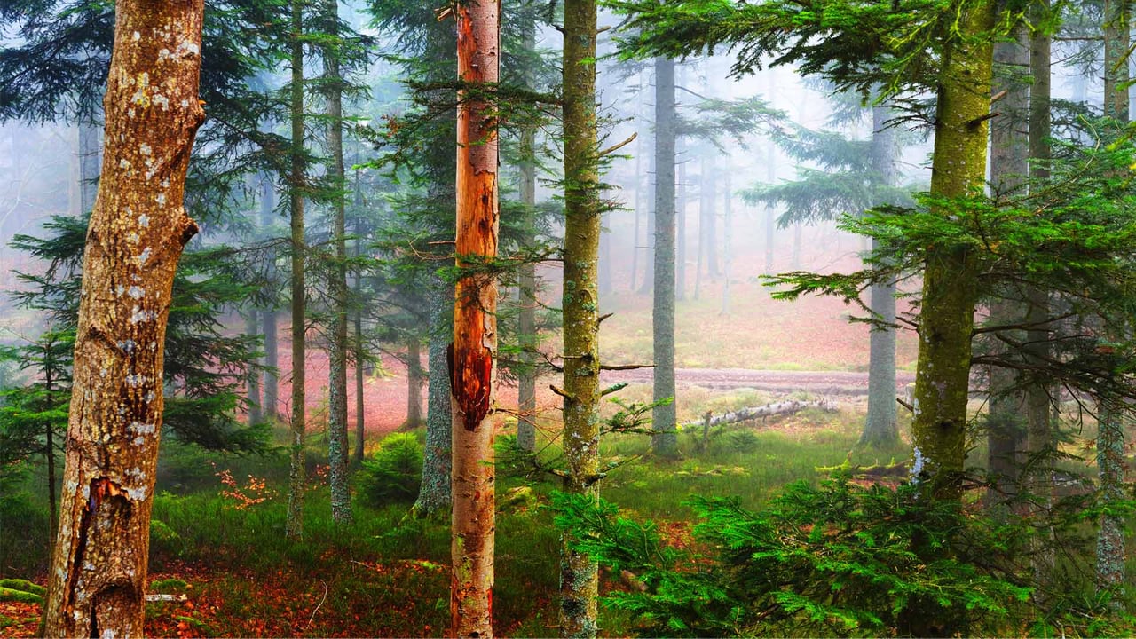 L’automne dans une forêt de pins, Les Vosges, France (© alekseystemmer/iStock/Getty Images Plus) desktop wallpaper