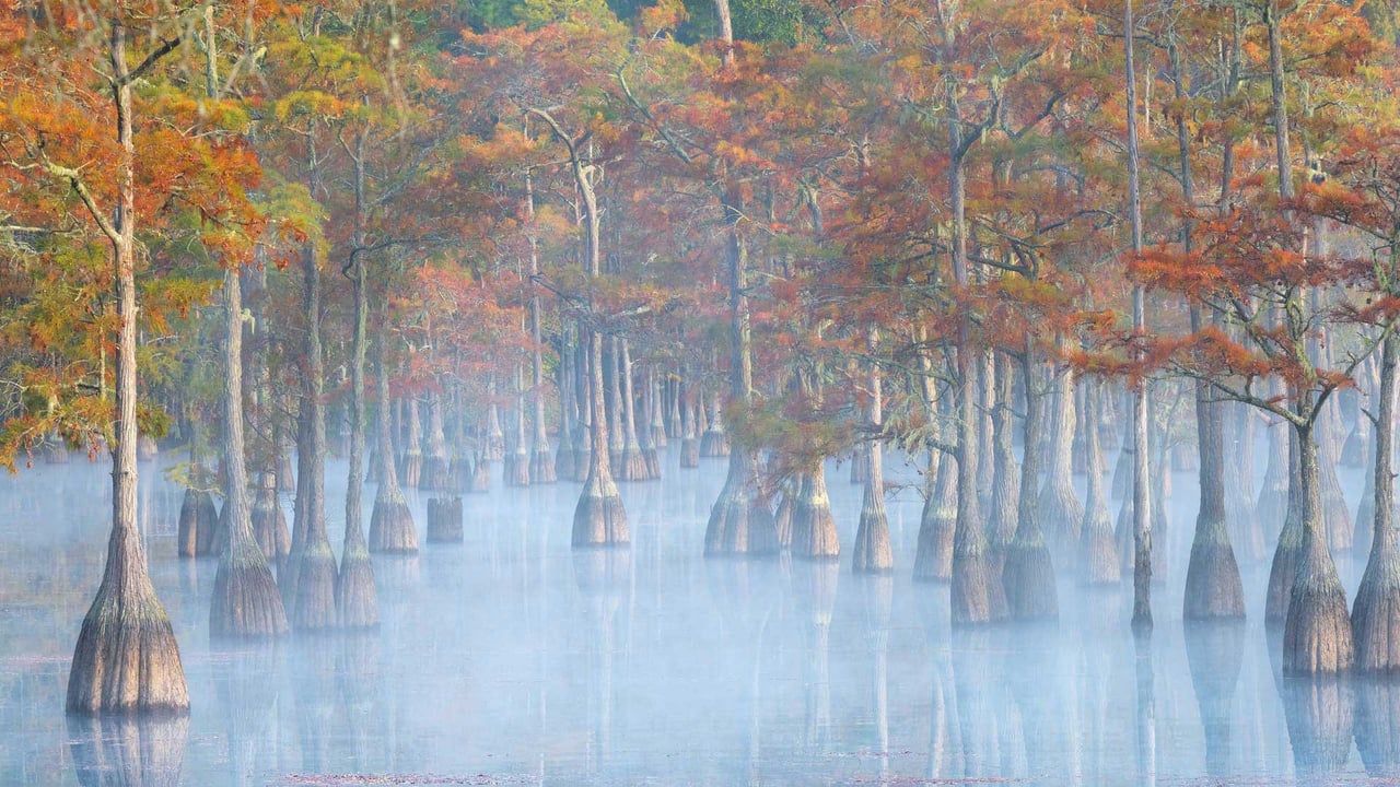 Cypress trees in George L. Smith State Park, Georgia (© Chris Moore/TANDEM Stills + Motion) desktop wallpaper