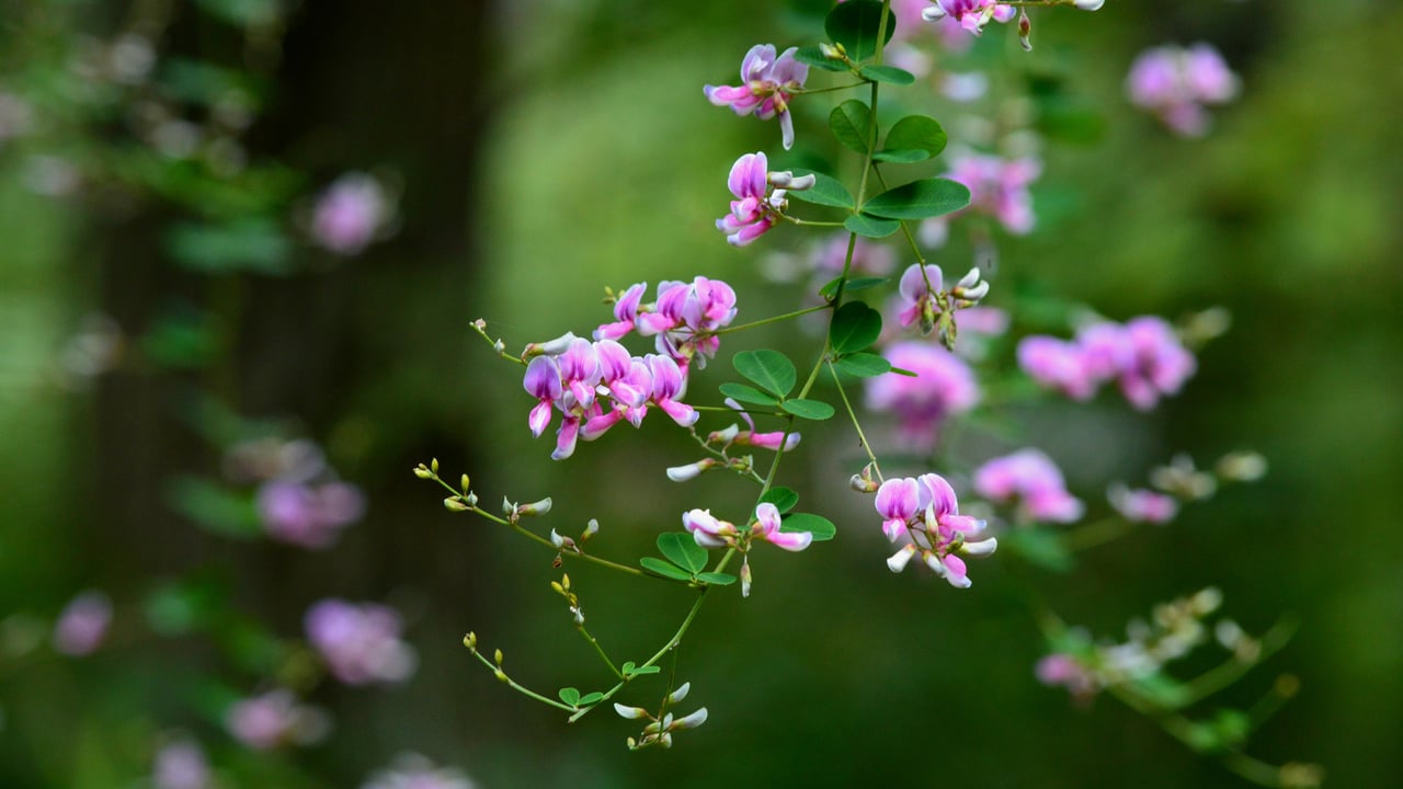 秋の七草 ハギ (© kororokerokero/Getty Images) desktop wallpaper