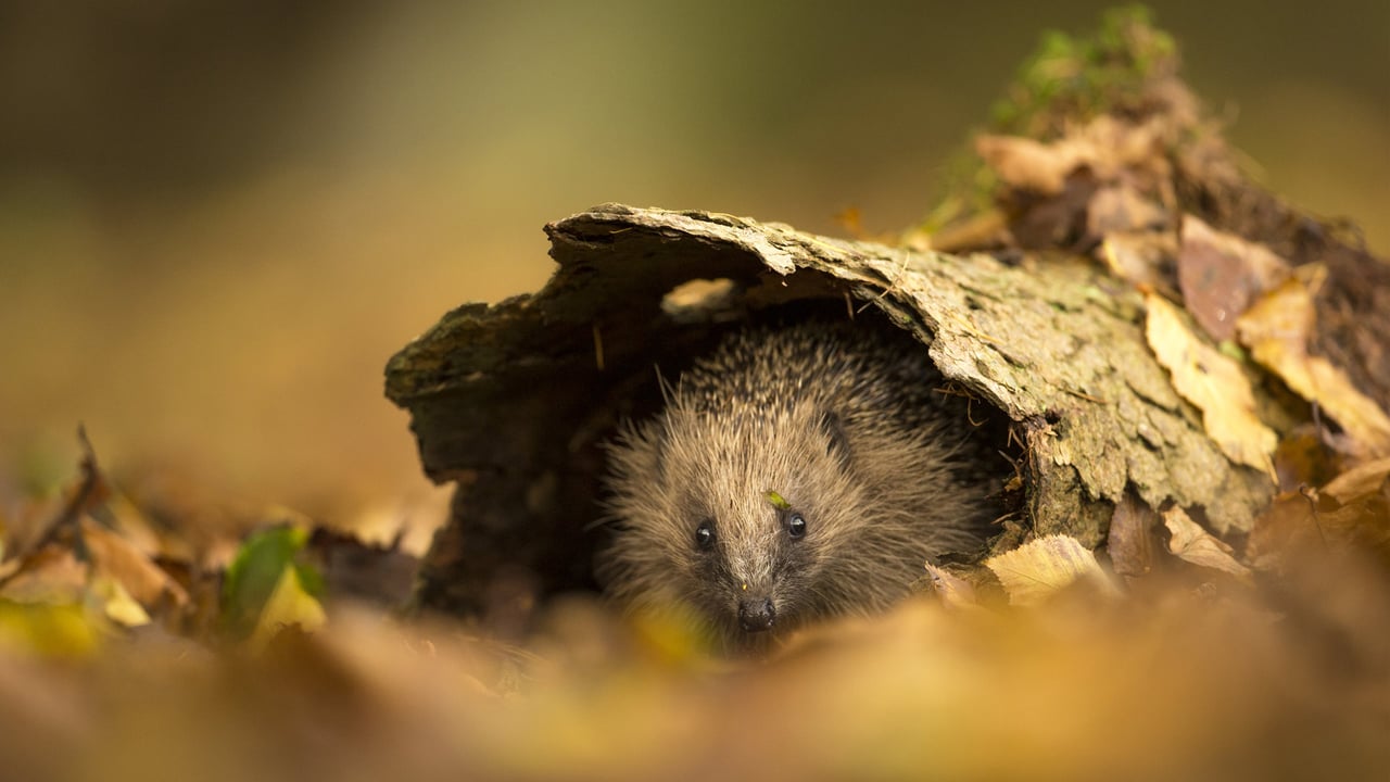 European hedgehog sheltering in tree bark, Sussex, England (© Jules Cox/Minden Pictures) desktop wallpaper