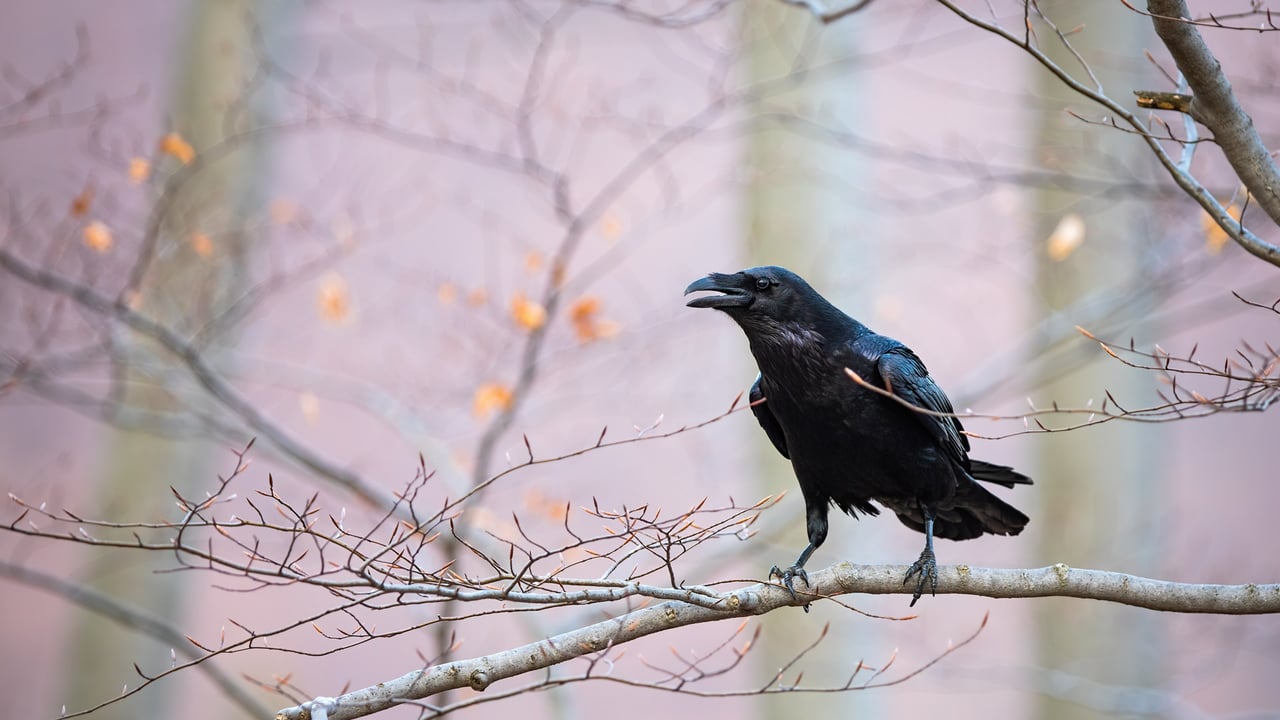Common raven sitting on a branch (© WildMedia/Shutterstock) desktop wallpaper