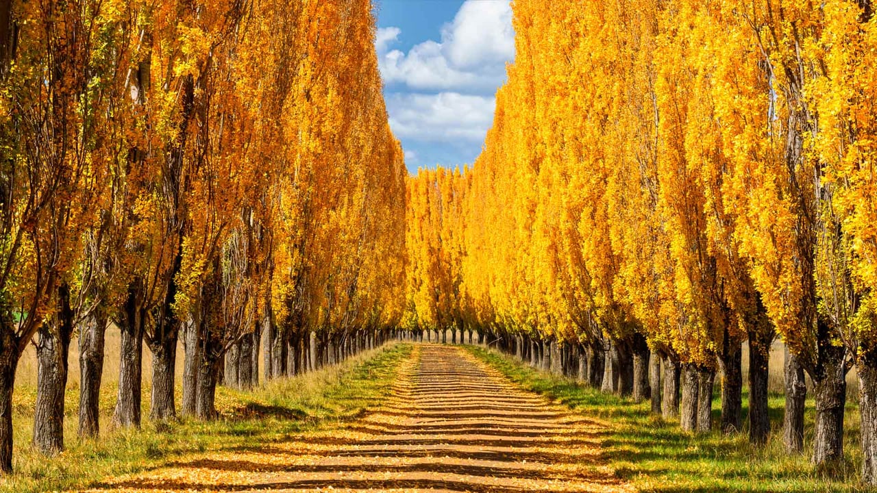Autumn colours in New England, New South Wales (© ILYA GENKIN/Alamy Stock Photo) desktop wallpaper